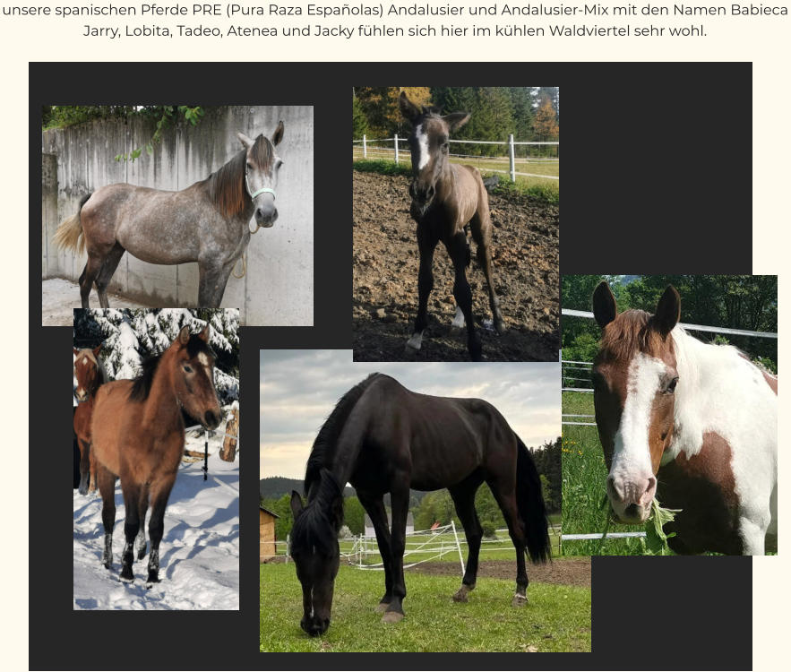 unsere spanischen Pferde PRE (Pura Raza Españolas) Andalusier und Andalusier-Mix mit den Namen Babieca Jarry, Lobita, Tadeo, Atenea und Jacky fühlen sich hier im kühlen Waldviertel sehr wohl.