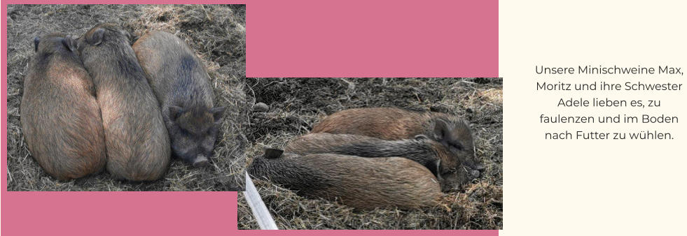 Unsere Minischweine Max, Moritz und ihre Schwester Adele lieben es, zu faulenzen und im Boden nach Futter zu wühlen.